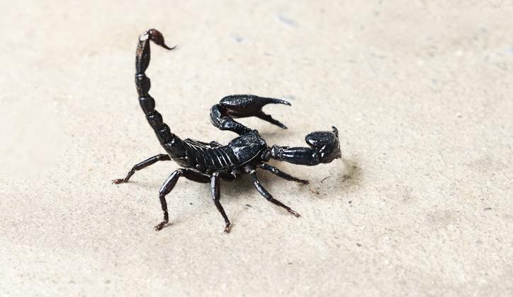 Akrep yenir mi, zararlı mı? Türkiye’de zehirli akrep var mı?