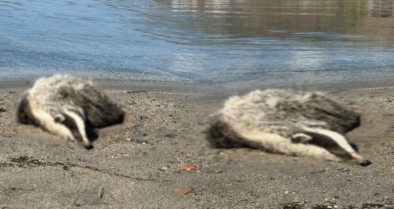 Erdek sahiline porsuk ölüleri vurdu