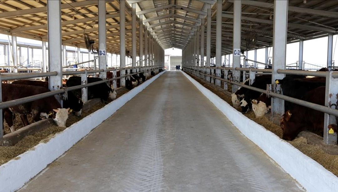 Bingöl’ün Genç ilçesinde şap karantinası